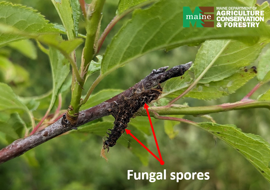 BTM fungal spores