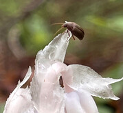 Beetle on petal of Ghost Pipe plant.