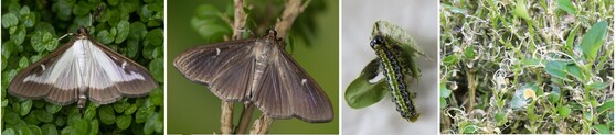 The light and dark color morphs of the adult box tree moth, a box tree moth caterpillar and box tree moth damage on boxwood