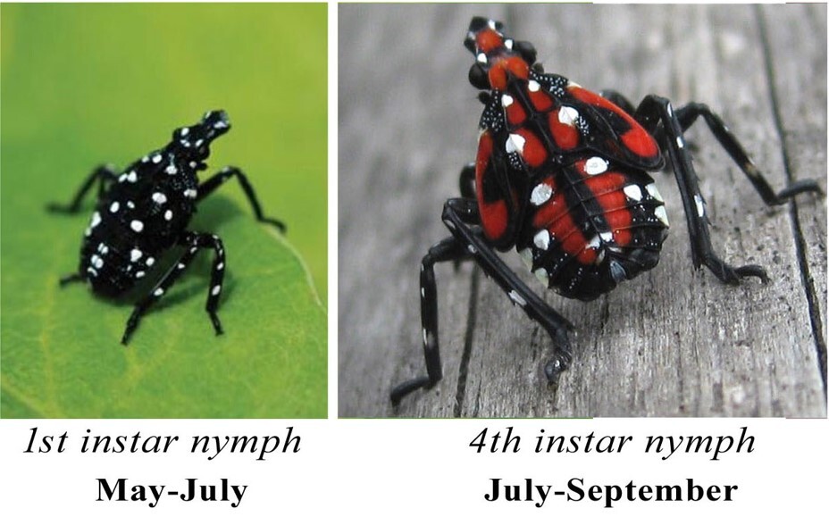 1st instar and 4th instar spotted lanternfly nymphs