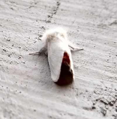 A white moth with brown abdomen resting on a wall