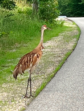 Sandhill crane waiting to cross a rural Maine road.