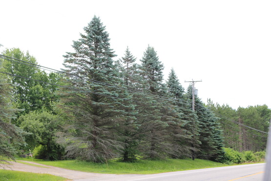 Spruce trees along a road