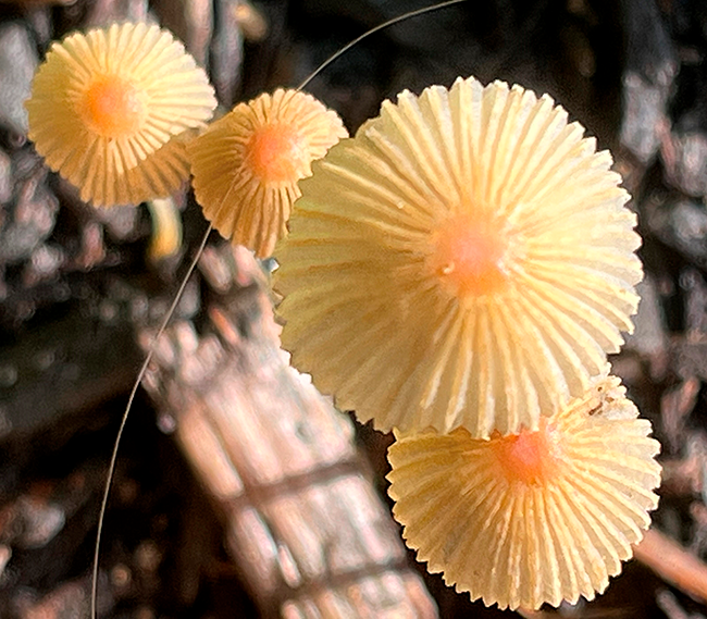 Tiny golden-brown mushroom of the genus Parasola.
