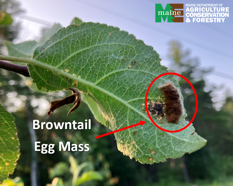 BTM egg mass