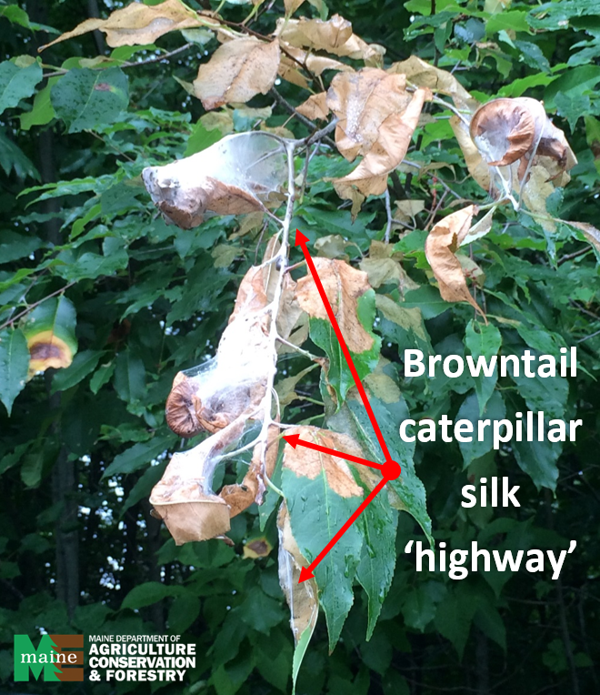 In late fall, browntail caterpillars create silk 'highways' that let them travel in their host trees. Webs of fall webworm will break down through fall and winter and will not be as visible as browntail silk structures.