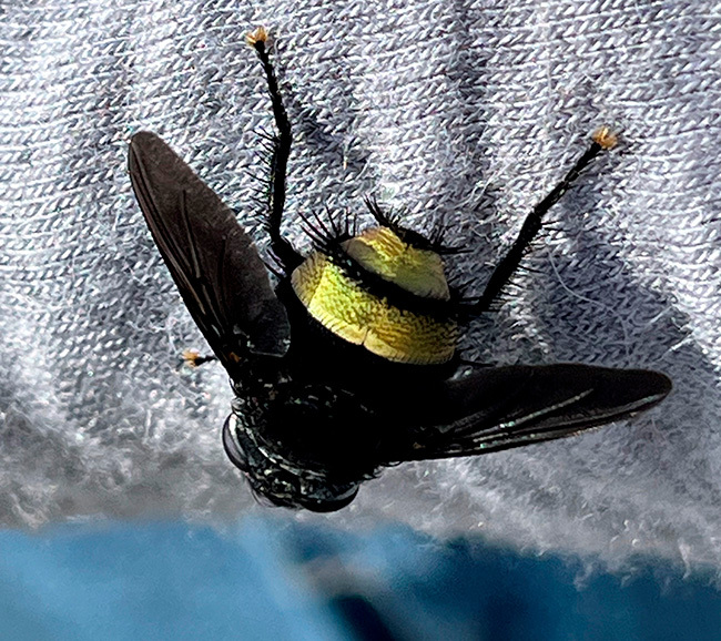 Note the two bands of black bristles and the yellow feet on this mystery insect.