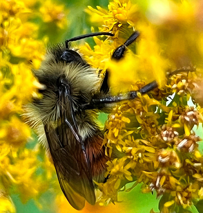 Orange-belted bumblebee photographed by Jocelyn Hubbell.