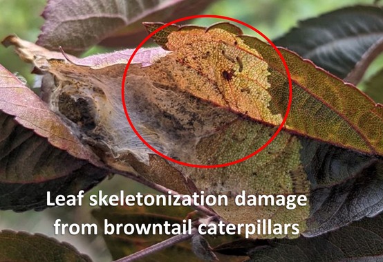 BTM caterpillar skeletonization damage; note the small caterpillars in the upper center of the photo.