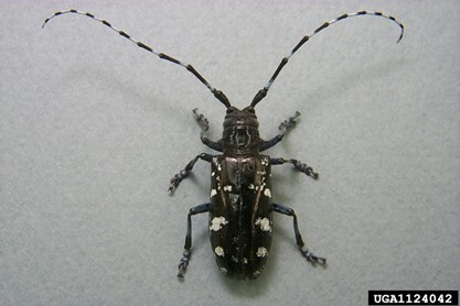 A large black and white beetle