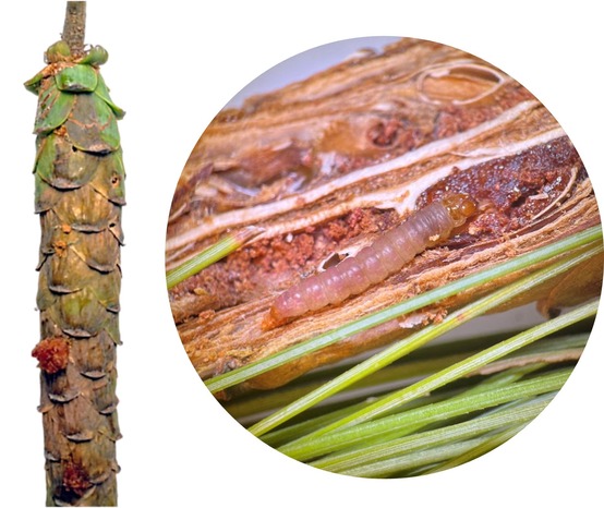 A pine cone and a photo through a microscope of a caterpillar.