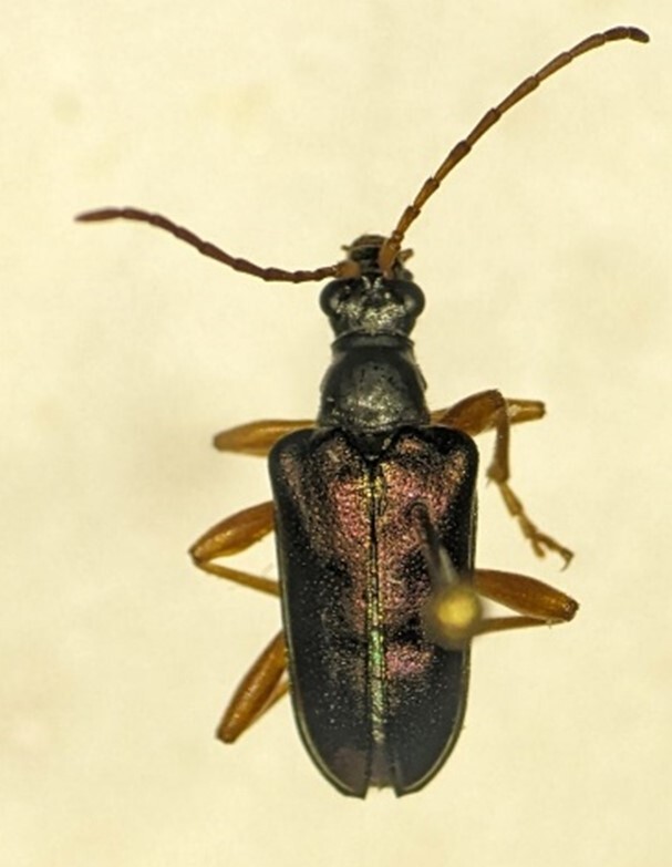 Purplish beetle pinned for collection.