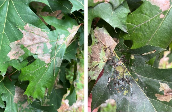 Two photos of oak leaves with brown patches and small caterpillars.