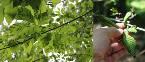 Two photos of banded and leathery leaves.