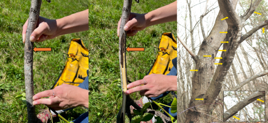 Three photos of branches and a tree showing symptoms of butternut canker.