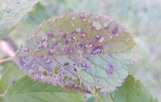 Cherry leaf with holes and purple spots.