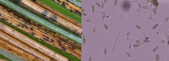 Two pictures through a microscope; one is of black spots on needles, the other is spores.