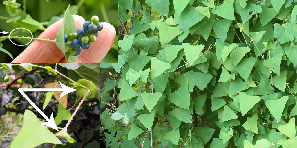 Mile-a-minute vine: recurved prickles, ocrea (clasping leaf-like structures) and triangular leaves