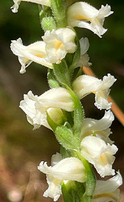 Yellow Nodding Ladies Tresses, Spiranthes ochroleuca. Photo by Jocelyn Hubbell.