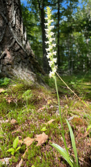 Yellow Nodding Ladies' Tresses, full plant in bloom. Photo by Jocelyn Hubbell.