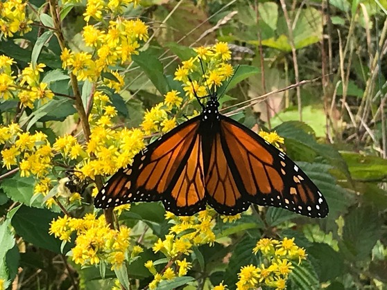 Monarch butterfly feeding on the nectar of goldenrod blossoms. Photo by Jocelyn Hubbell.