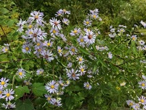 Light purple aster flowers in a field.
