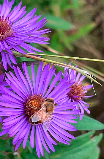 Close-up of bee on bright purple aster flower. Photo by Jocelyn Hubbell.