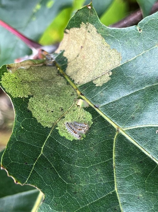 Brown patch on a leaf