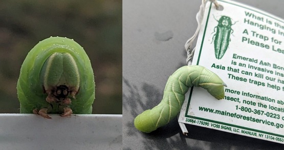 Two photos of a large green caterpillar