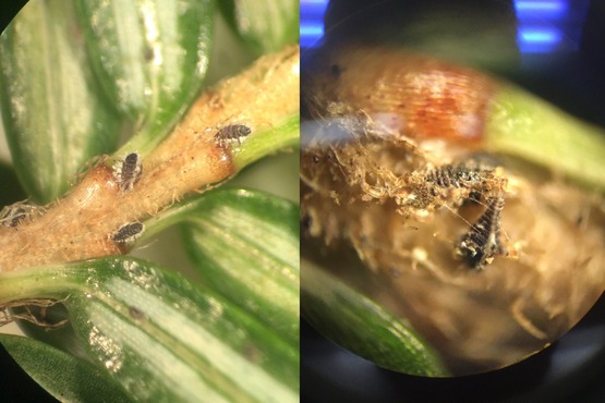 Two photos of tiny nymphs on hemlock twigs as seen through microscope