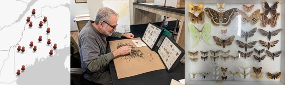 Insects in a display; man at table sorting insects
