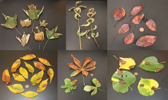 Six photos of leaves with various blemishes and colors