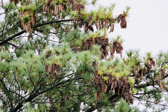 A branch of a pine tree, with many cones