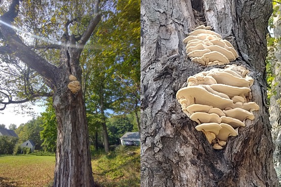 A large mushroom on a tree trunk