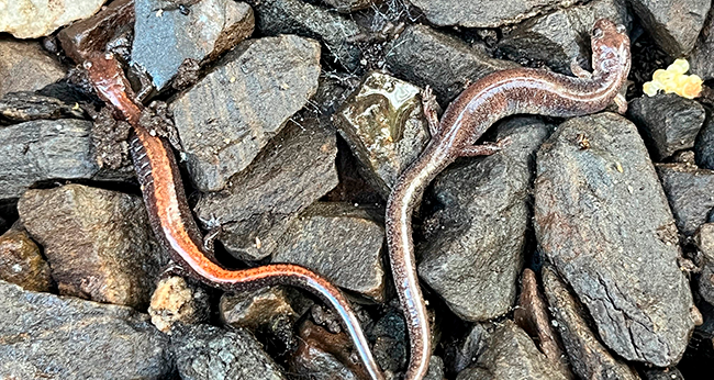 Eastern red-backed salamanders. Photo by Jocelyn Hubbell.