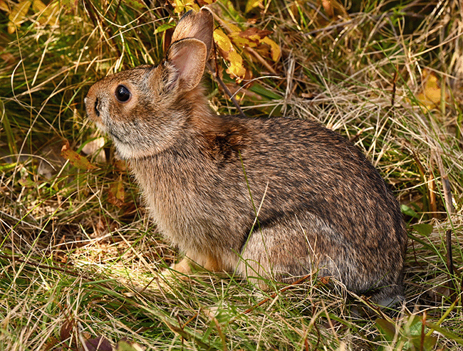 Cottontail photo courtesy of Maine Inland Fisheries and Wildlife.