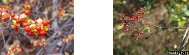 Invasive plants: Asiatic Bittersweet and Multiflora Rose.