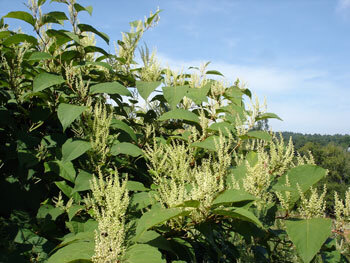 Knotweed (Fallopia japonica) an aggressive invasive species throughout Maine.