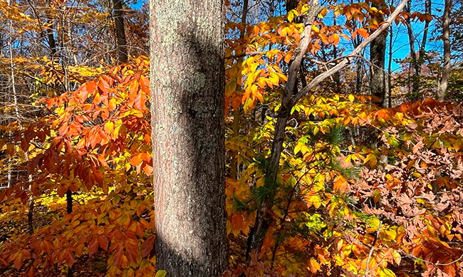 A sunlit autumn woods.