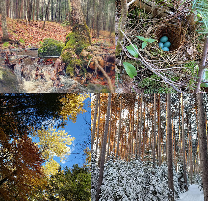 Four scenes from the woods of Maine