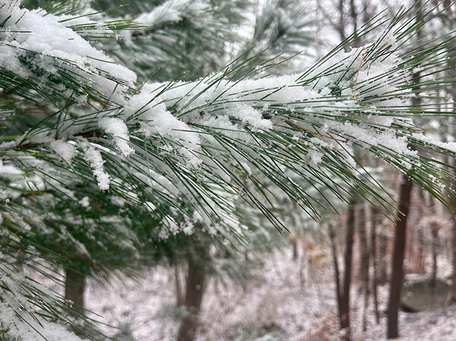 First snow of 2023 on White Pine needles.