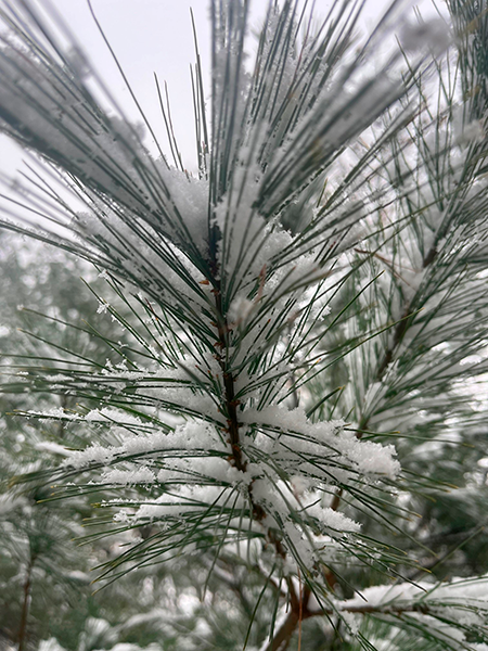 Underside of White Pine needles with snow above.