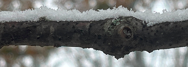 Snow lining the upper surface of a twig.