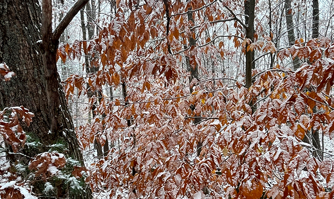 Snow in a woodland and clinging to Beech leaves.