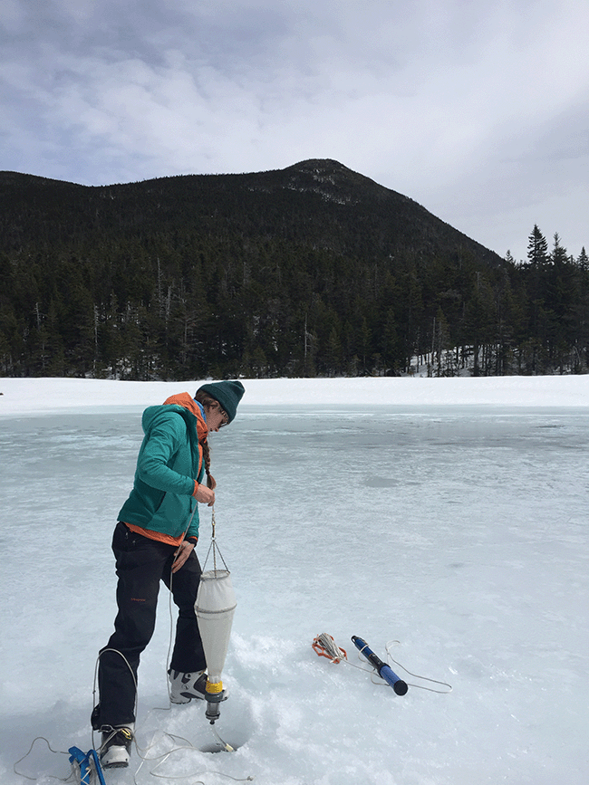 U-Maine Master’s student Stephanie Dykema lowers a zooplankton net into Horns Pond. Photo by Dr. Rachel Hovel.