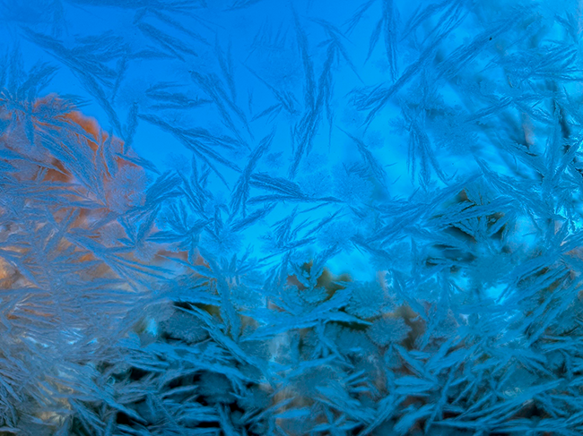 Branch-like frost on a windshield.