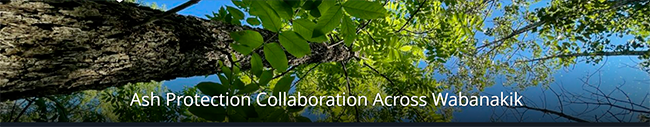 Looking up through Ash Trees. Photo courtesy of APCAW - Ash Protection Collaboration Across Wabanakik.