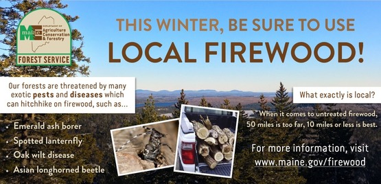 Colorful flyer entreating the reader to not move firewood because of risk of spreading invasive pests