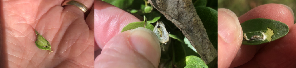 Overwintering boxtree moth 
