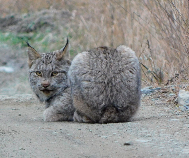 A Canada Lynx seen along the Penobscot River Corridor (PRC). Photo by Tammy Bishop, Manager of the PRC.